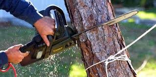 Professional Tree Services in South Patrick Shores, FL