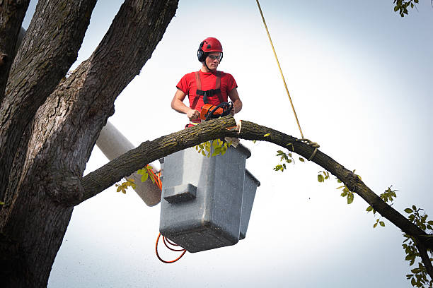 Best Tree and Shrub Care  in South Patrick Shores, FL